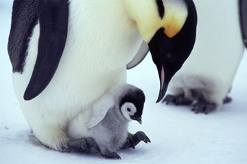 海の写真のボルボックス 写真カタログ ペンギン 海鳥 コウテイペンギン親子 コウテイペンギン