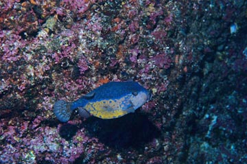 海の写真のボルボックス 写真カタログ 海中景観 魚 各種生物 親子の色変化 ハコフグ 成魚 親子の色変化