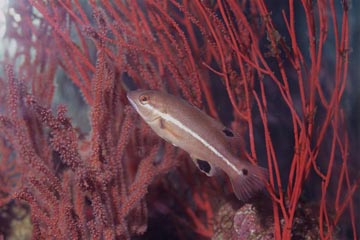 海の写真のボルボックス 写真カタログ 海中景観 魚 各種生物 親子の色変化 コブダイ 幼魚 親子の色変化