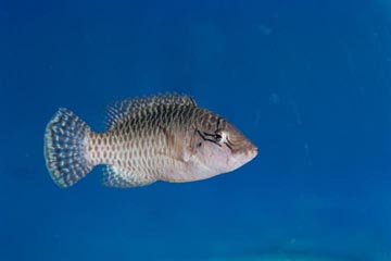 HUMPHEAD WRASSE, SUB ADULT, COLOR CHANGE OF JUVENILE AND ADULT