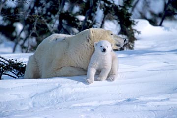 POLAR BEAR CUB AND MOTHER, CANADA