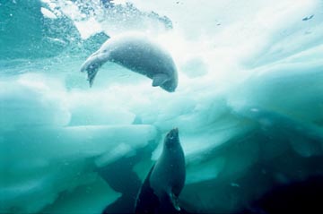 HARP SEAL, PRINCE EDWARD ISLAND, CANADA