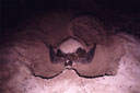 アオウミガメ産卵