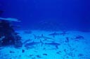 ネムリブカとオグロメジロザメ（トラック諸島、ミクロネシア）