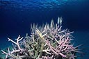 枝状サンゴに隠れるヘコアユ