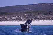 ミナミセミクジラのブリーチング