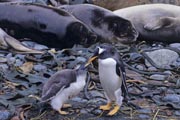 ジェンツーペンギンの親子とミナミゾウアザラシ